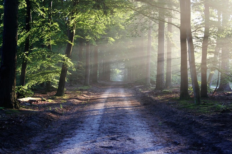 Enchanted Forest Image